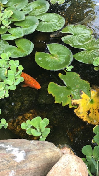 Realistic Koi - Preview 6