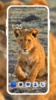 Lion HD Wallpaper screenshot 3