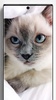 Siamese Cat Wallpapers screenshot 1