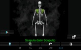 Bones Human 3D (anatomy) screenshot 10