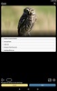 Russian Birds Songs screenshot 4