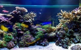 Aquarium Live Wallpaper screenshot 1