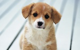 Puppy Live Wallpaper screenshot 1