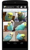 Budgerigar Sounds screenshot 5