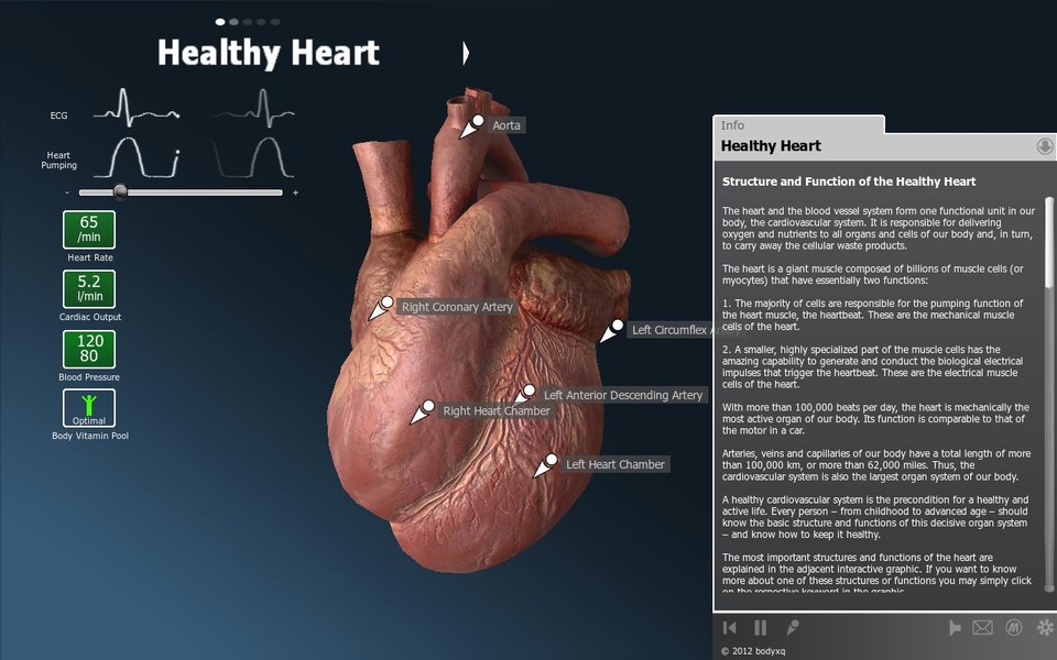 bodyxq heart - Preview 4