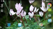 Real Flowers Live Wallpaper screenshot 11