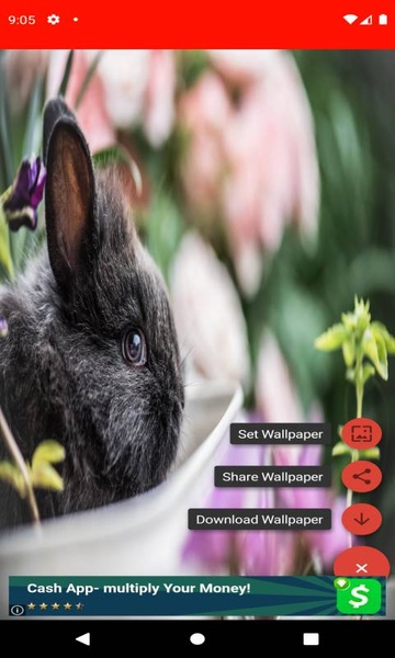 pictures and wallpapers of the rabbit 4k - Preview 2