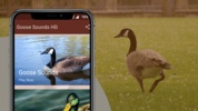 Goose Sounds & Hunting calls screenshot 4