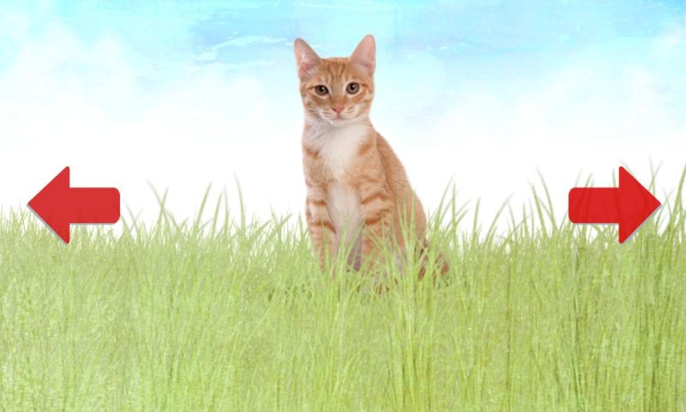 Animals for Toddler - Preview 3