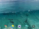 Dolphins Video Live Wallpaper screenshot 3