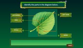 Food Production in Leaves screenshot 2