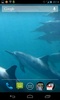 Dolphins 3D screenshot 3