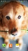 Cute Dogs Live Wallpaper screenshot 7