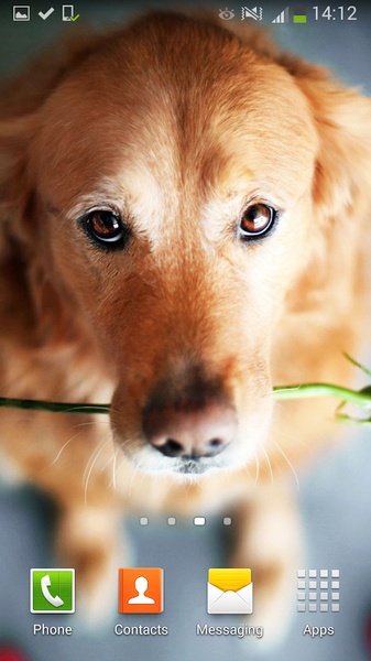 Cute Dogs Live Wallpaper - Preview 7