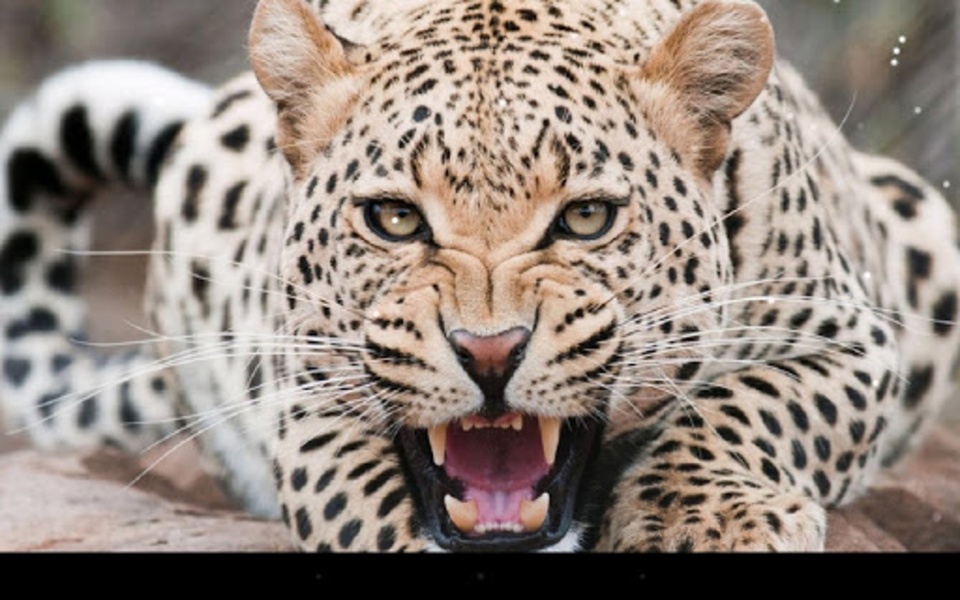 Leopard - Preview 3