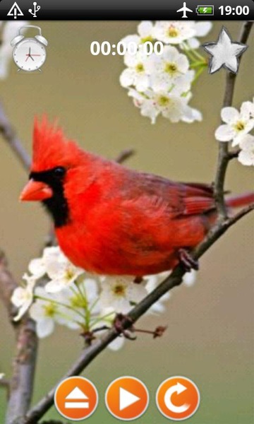 Birds Calls Sounds - Preview 2