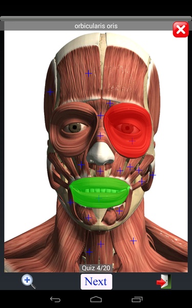 Anatomy Quiz Lite - Preview 6
