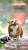 Dog Wallpaper screenshot 12