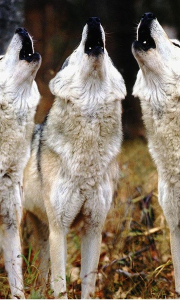 Wolves Live Wallpaper - Preview 3