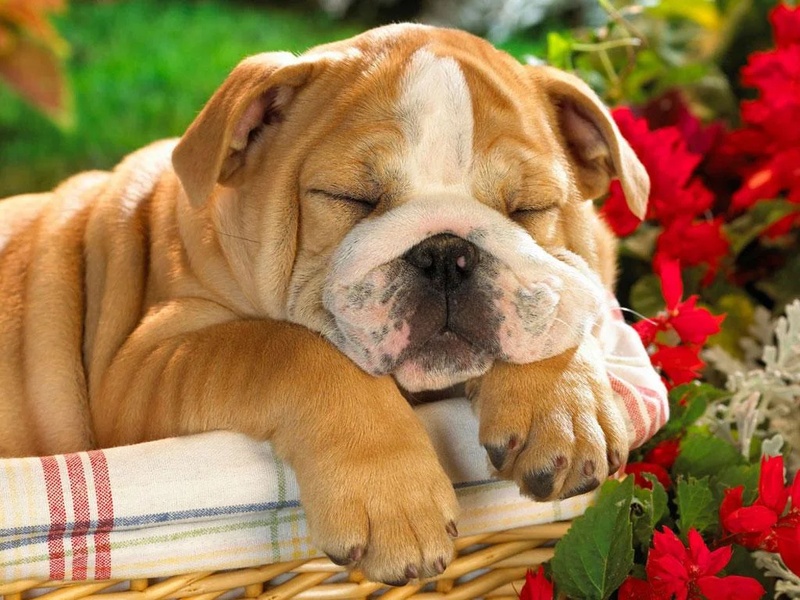 Cute Puppy Dog HD - Preview 2