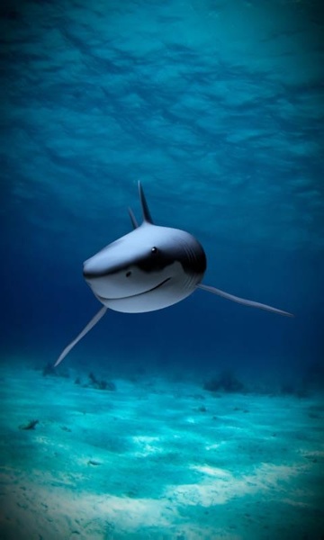Killer shark live wallpaper - Preview 1