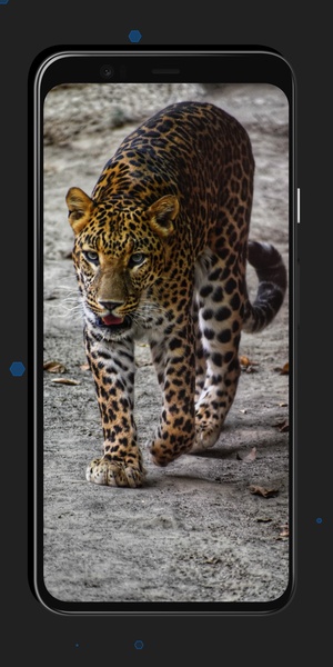 Leopard Wallpapers - Preview 6