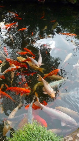 Realistic Koi - Preview 4