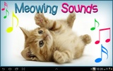 Meowing Cat Sounds screenshot 24