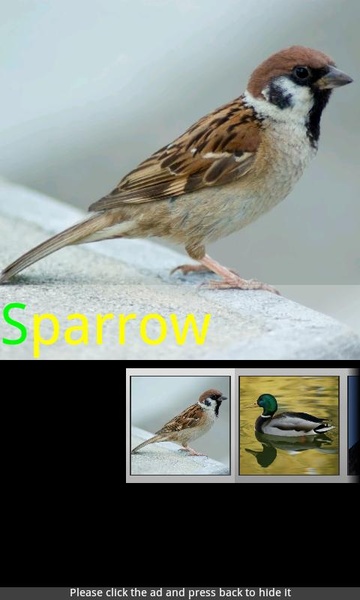 Bird Sounds & Ringtones - Preview 6