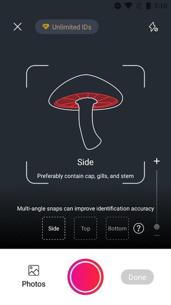 Picture Mushroom - Preview 3