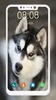 Husky Dog Wallpaper screenshot 5