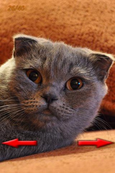 Funny Animals Photo - Preview 1