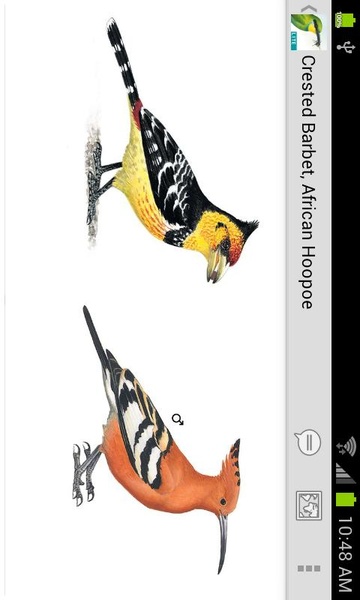 Sasol eBirds (Lite) - Preview 3