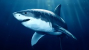 Shark Live Wallpaper screenshot 1