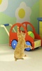 Dancing Cat screenshot 1