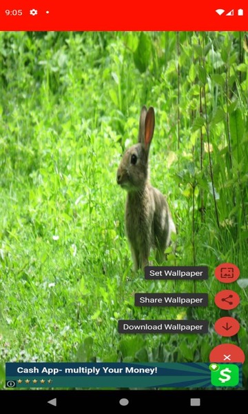 pictures and wallpapers of the rabbit 4k - Preview 6