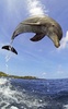 Dolphin HD Live Wallpaper screenshot 4