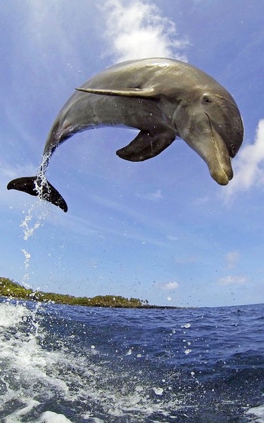 Dolphin HD Live Wallpaper - Preview 4
