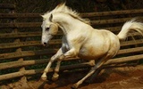 Puzzle - Beaux Chevaux screenshot 8