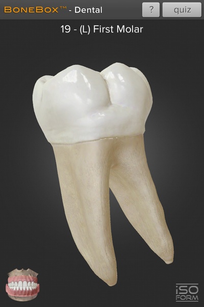 Dental - Lite - Preview 1