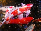 Koi Fish HD Wallpaper screenshot 5