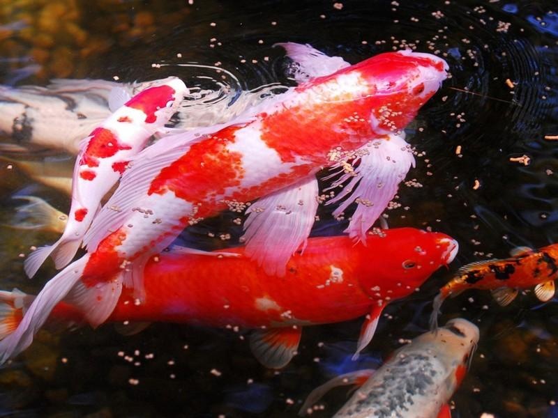 Koi Fish HD Wallpaper - Preview 5