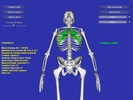 Esqueleto 3D screenshot 3