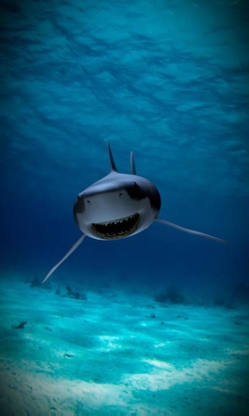 Killer shark live wallpaper - Preview 3