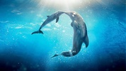 Sea Dolphin Live Wallpaper screenshot 2
