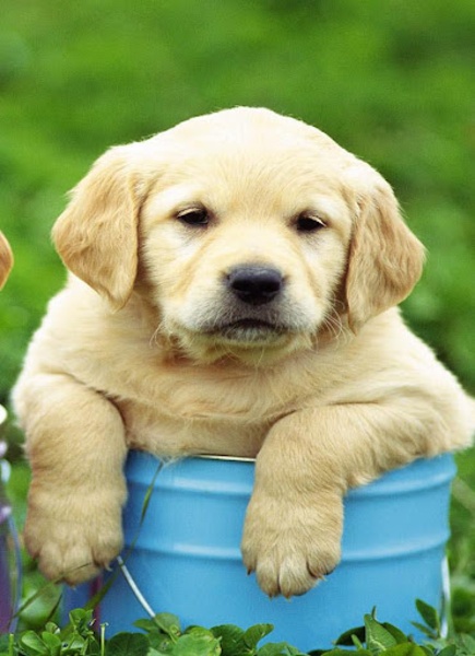 Puppy Wallpaper - Preview 5