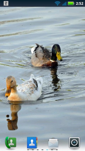 Adorable Ducks Live Wallpaper - Preview 3