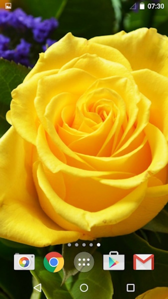 Roses - Preview 3