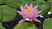 Water Lily Screensaver screenshot 4