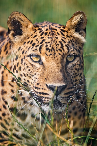 Wallpaper Safari - Preview 4